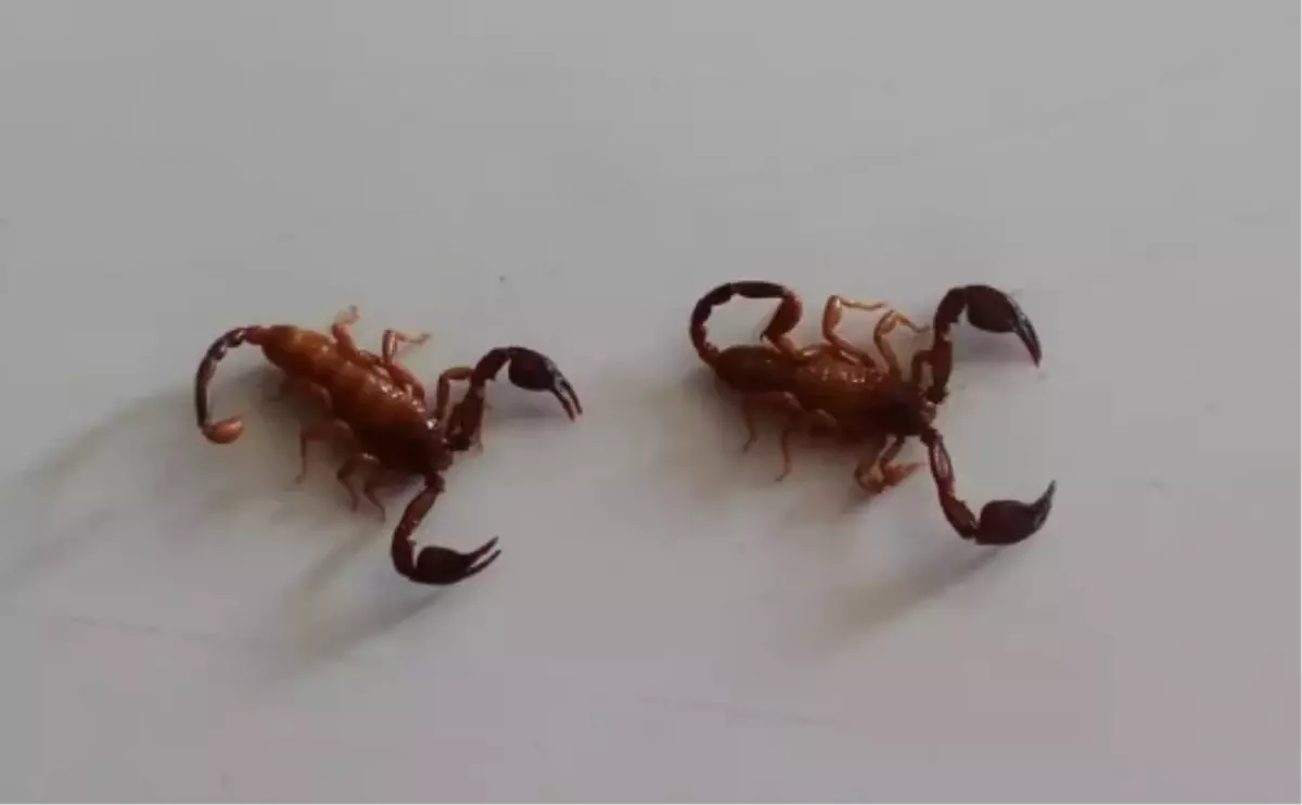 Konya akrep olayı ne? Konya’da akrebe kimin adını verdiler?