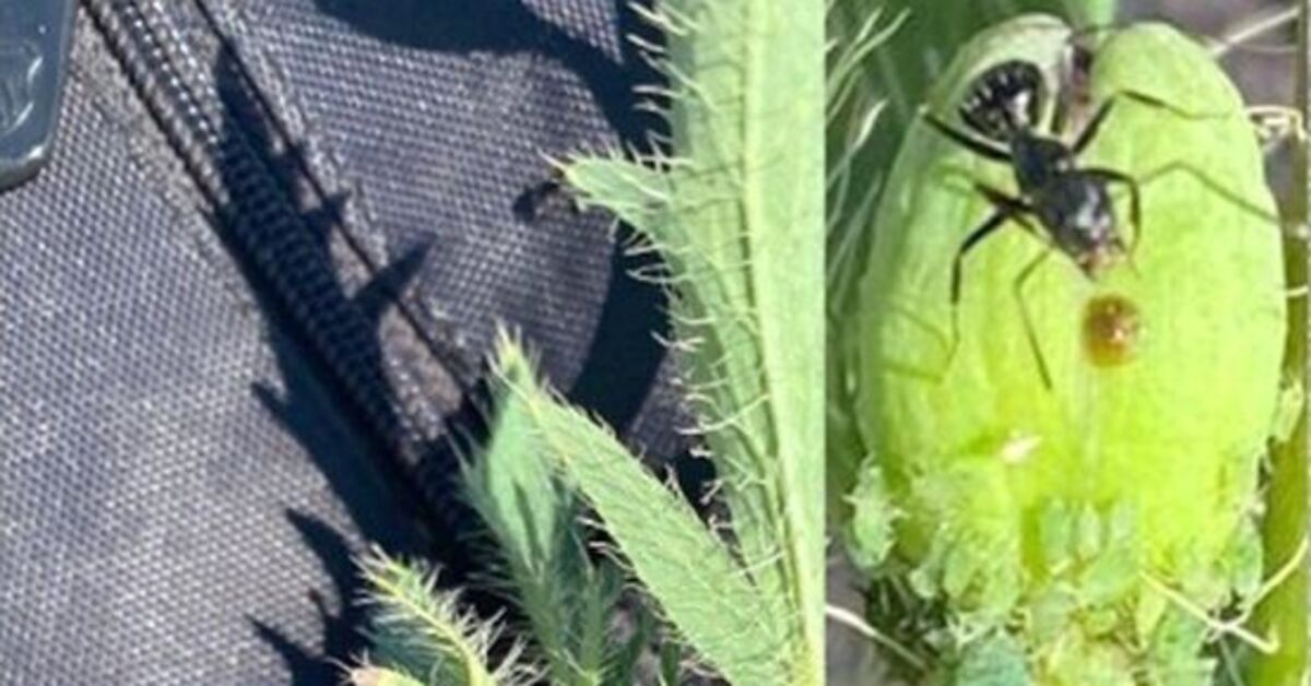 Çanakkale’de yeni bir böcek türü keşfedildi