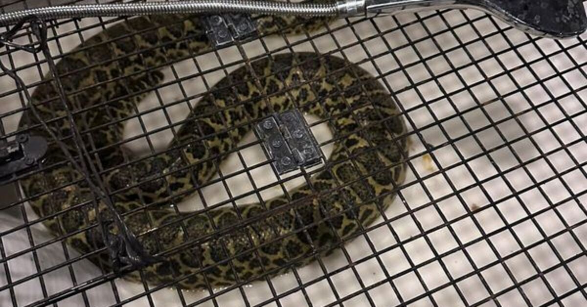 Villada çok sayıda yabani hayvan yakalandı