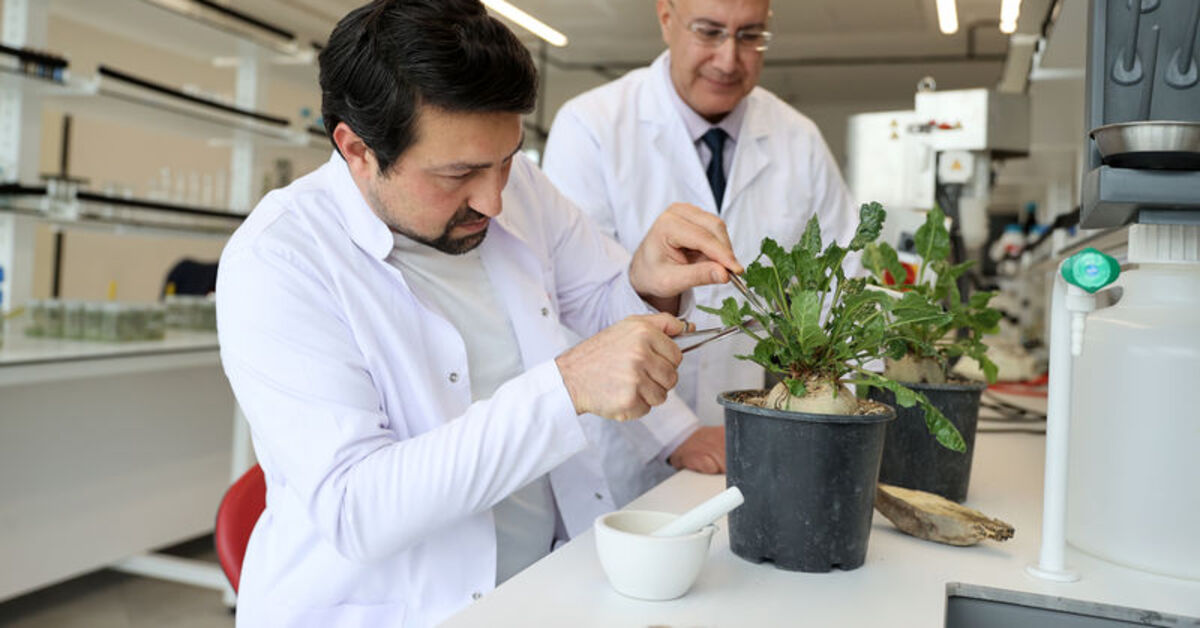 Pancarda kök çürüklüğü hastalığını tedavi ettiler: Bilim insanlarının yeni yöntemi çevreyi de koruyacak