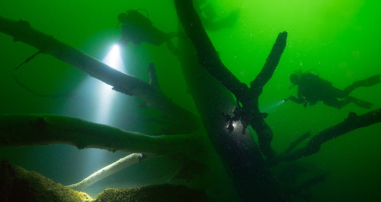 Depremin izleri hâlâ duruyor: Bu ağaçlar 25 yıldır su altında