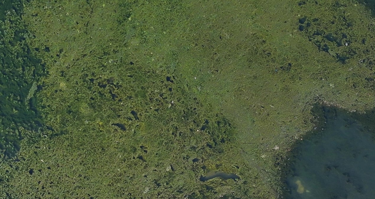 İzmir Körfezi’nde korkutan görüntü