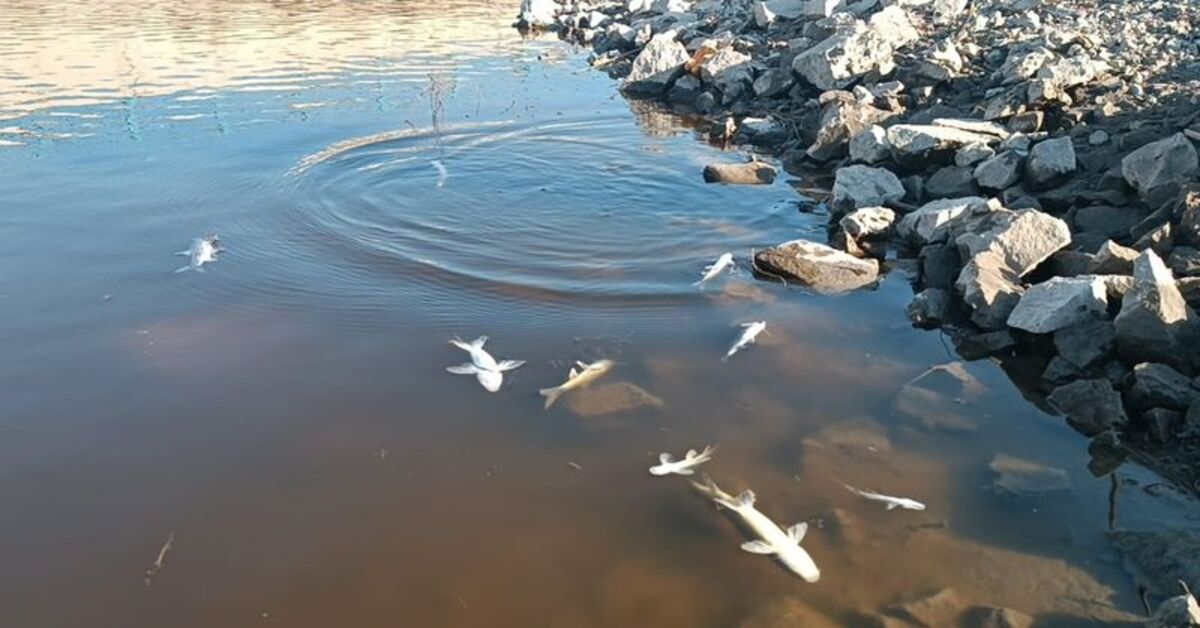 Karasu Çayı’nda balık ölümleri ve renk değişimine inceleme