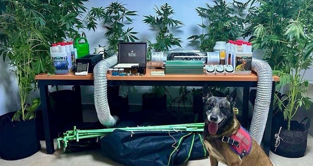 Elbise dolabında Hint keneviri yetiştiren öğretmen yakayı ele verdi