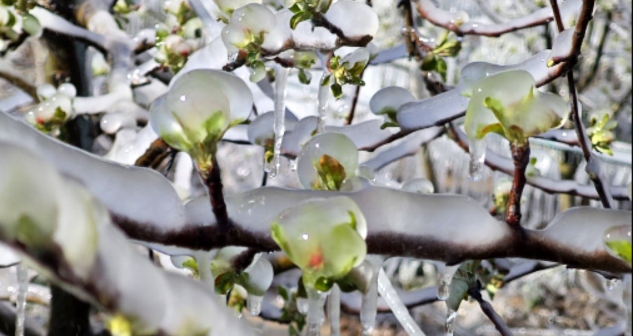 Isparta’da ‘zirai don’ etkisi: Elma, gül, kiraz ve kayısıda kayıp büyük