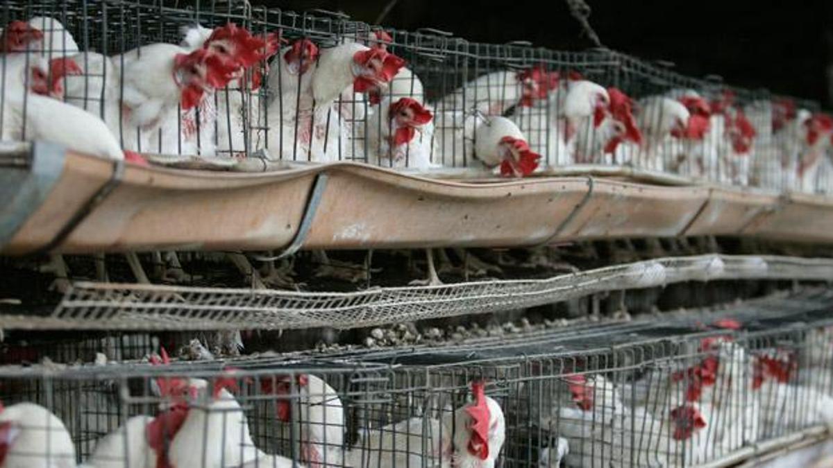 Meksika’da ilk kez bir insanda ‘H5N1’ türü kuş gribine rastlandı